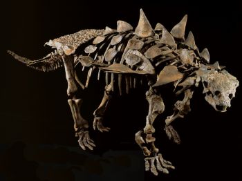 Gastonia burgei, Ankylosaur juvenile skeleton
