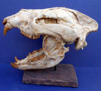 Agriotherium, giant Dog-Bear skull