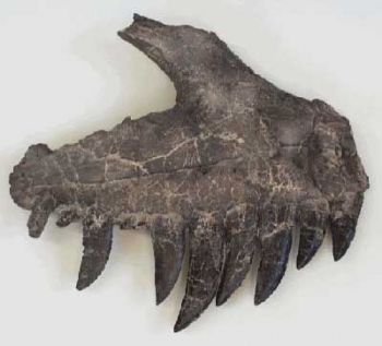 Ceratosaurus nasicornus, maxilla