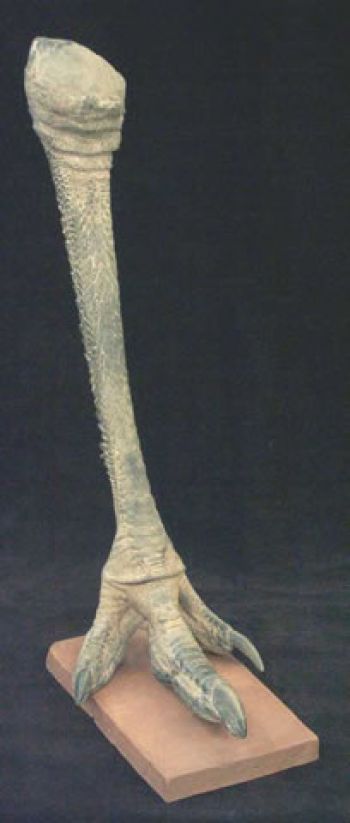 Emu (Dromaius novaehollandiae), leg & foot