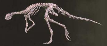 Othnielia rex Skeleton