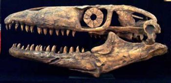 Prognathodon stadtmani, Mosasaur Skull