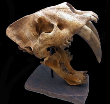 Smilodon populator, saber-toothed cat skull