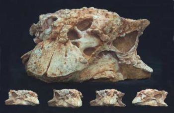 Pinacosaurus Skull, adult in matrix 