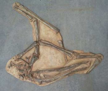 Antanadactylus pricei, pterosaur