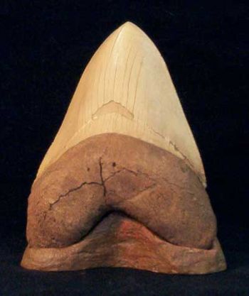 Carcharocles megalodon, shark tooth