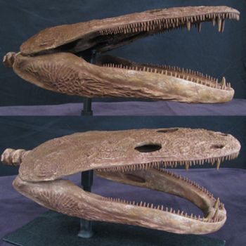 Metoposaurus diagnosticus krasiejowensis, Metoposaur Skull