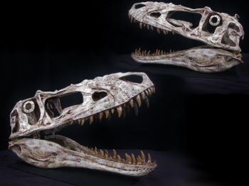 Alioramus alti dinosaur skull out of matrix reconstruction