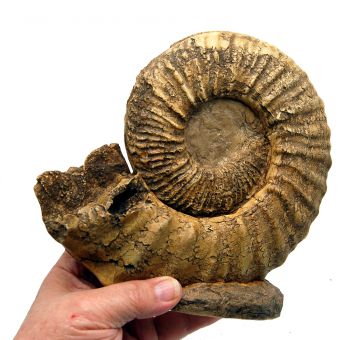 Prionocyclus wyomingensis, ammonite