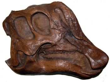 Lambeosaurus, 3/4 profile skull
