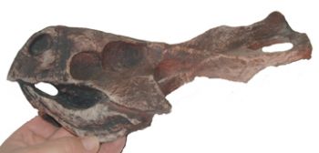 Protoceratops andrewsi, skull