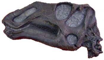 Gryposaurus, skull plaque