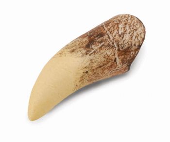 One Big Bite: Teaching Elementary Students to Classify Objects Using Animal  Teeth