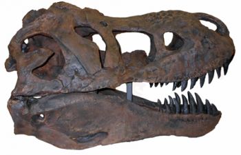 Dente Di Dinosauro Tyrannosaurus fossile Replica Imbattibile T REX 