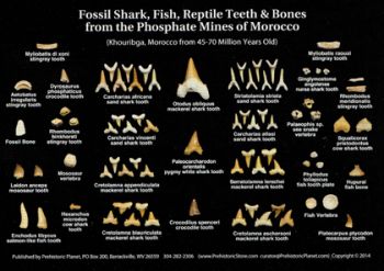 Fossil Shark Teeth & Other Morocco Fossils Poster 