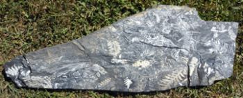 Rare White Fern Fossils, authentic