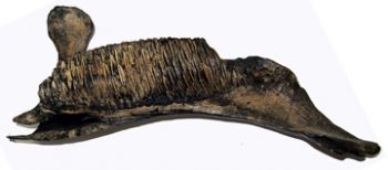 Parasaurolophus walkeri, left lower jaw (juvenile) hadrosaur