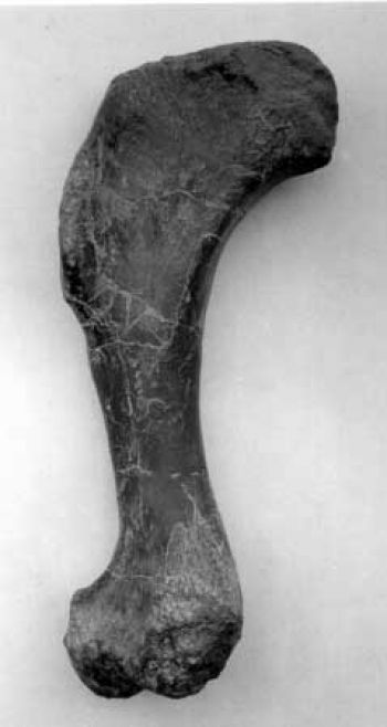 Allosaurus, humerus bone