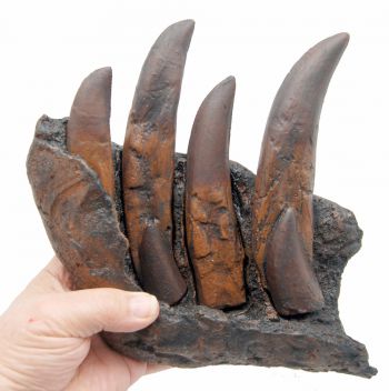Tyrannosaurus rex Tooth Progression, from the juvenile Tinker
