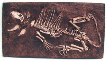 Dimetrodon Skeleton, juvenile