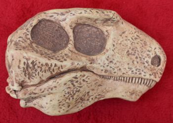 Edaphosaurus, skull, sculpture