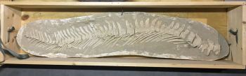 Mosasaur Vertebral Column, authentic fossil