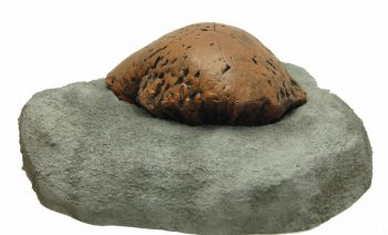 Stegoceras, skull dome (Pachycephalosaurus)