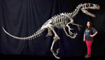 Utahraptor ostrommaysorum, Skeleton