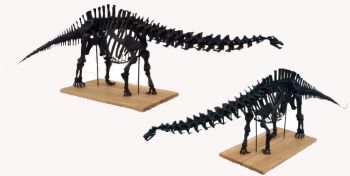 Apatosaurus Skeleton Assembled Model 1/12 scale by Phil Platt.