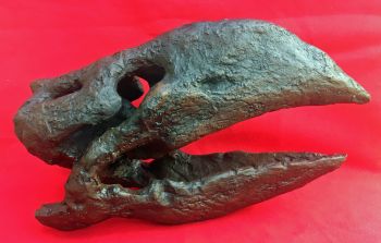 Gastornis gigantea, Giant Terror Bird Skull
