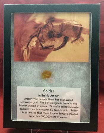 Spider In Baltic Amber, 40 Million Years Old