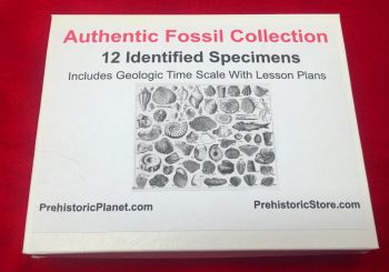 12 Specimen Fossil Collection, Identified & Authentic