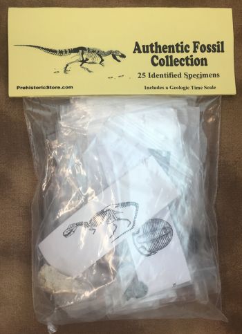 25 Specimen Fossil Collection, Identified & Authentic