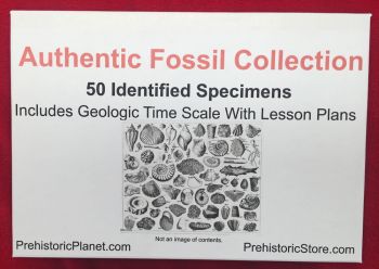 50 Specimen Fossil Collection, Identified & Authentic