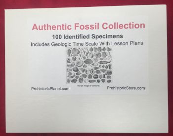 100 Specimen Fossil Collection, Identified & Authentic
