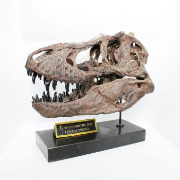 Tyrannosaurus rex, Skull 1/8 Scale 3D Printed, Replica