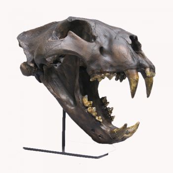 Panthera atrox Pleistocene American Lion Skull with stand