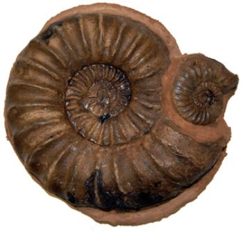 Asteroceras obtusum, ammonite