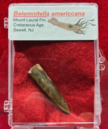 Authentic Belemnite, Belemnitella americana, in Acrylic Display Case