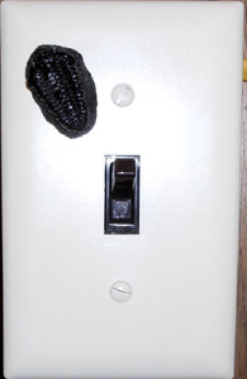 Trilobite Light Switch Cover Plate