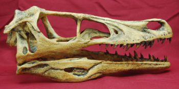 Velociraptor Skull, life size sculpture