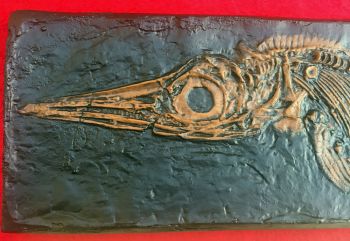 Ichthyosaur, marine reptile