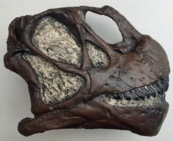 Camarasaurus, Juvenile Skull