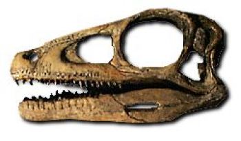 Eoraptor Skull,  model