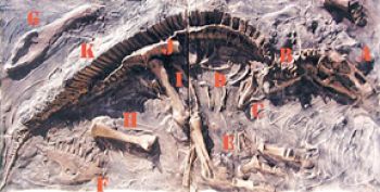 Maisaur skeleton fossil dig panel #1 & #2