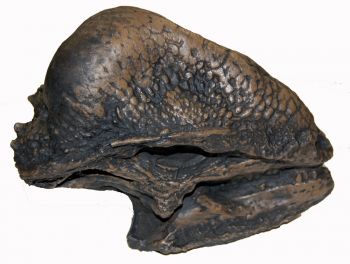 Stegoceras, skull & jaws (Pachycephalosaurus)