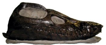 Styxosaurus snowii, Elasmosaur Skull