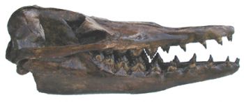 Zygorhiza, Eocene Whale Skull