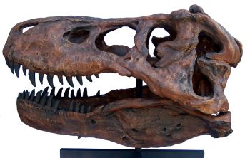 Tyrannosaurus rex (life-size skull model) based on Sue