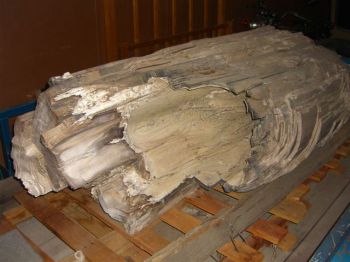 Petrified Fossil Tree Log